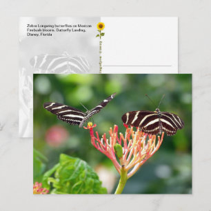 Mariposas Zebra Longwing, FL – postal