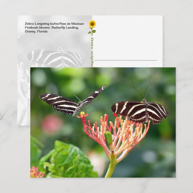Mariposas Zebra Longwing, FL – postal (Anverso / Reverso)