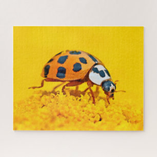 Mariquita Amarilla, Rompecabezas