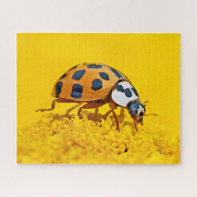 Mariquita Amarilla, Rompecabezas (Horizontal)