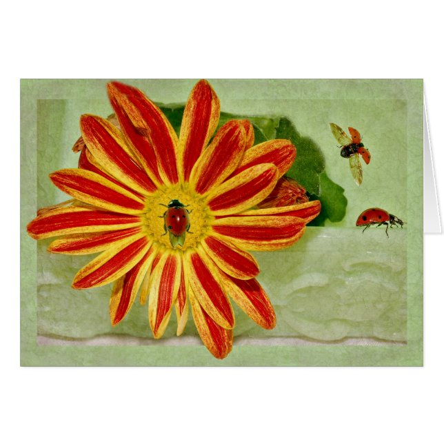 ¡Mariquita de la mariquita de la mariquita! (Anverso (Horizontal))