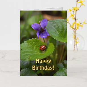 Mariquita en flores de violeta dulce