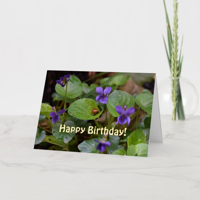 Mariquita en flores de violeta dulce (Anverso)