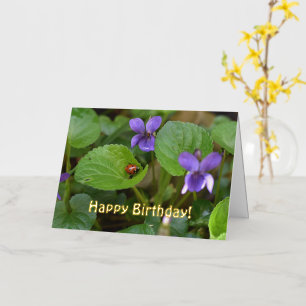 Mariquita en flores de violeta dulce
