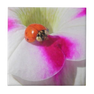 Mariquita en la petunia - Baldosa