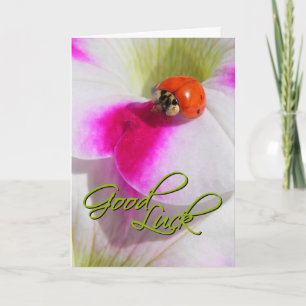Mariquita en la petunia - Tarjeta de buena suerte