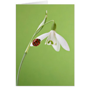 Mariquita en snowdrop