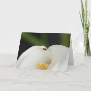 Mariquita en tarjeta de felicitación de la cala