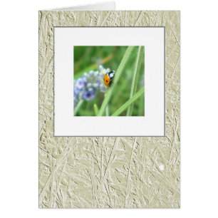 Mariquita en un tallo