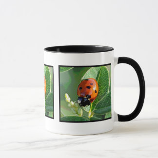 Mariquita, taza del ~ de la mariquita