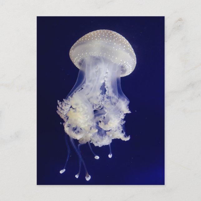 Marisco blanco en la tarjeta postal de fondo azul (Anverso)