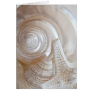 Mariscos Blancos Starfish Tropical Beach Shells