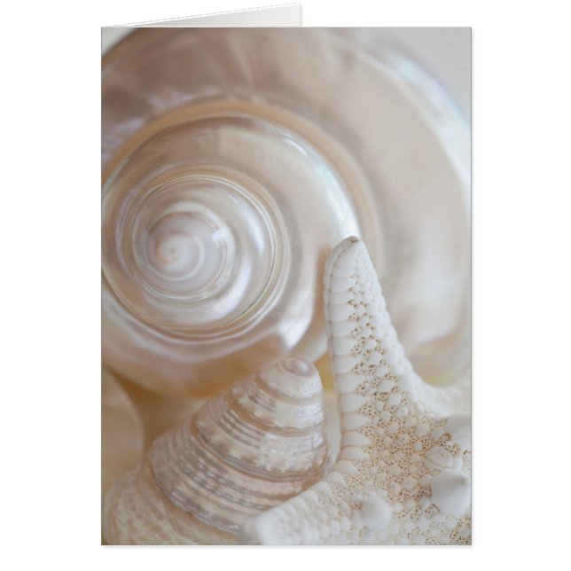 Mariscos Blancos Starfish Tropical Beach Shells (Frente)