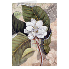 Mark Catesby Magnolia Vintage Elegance