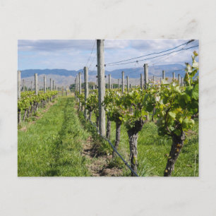 Marlborough Vineyard, Nueva Zelanda - postal
