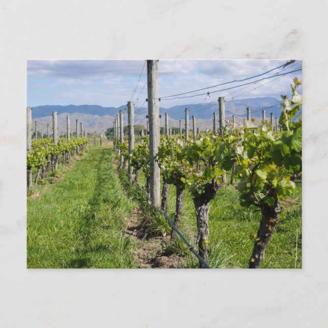 Marlborough Vineyard, Nueva Zelanda - postal (Anverso)