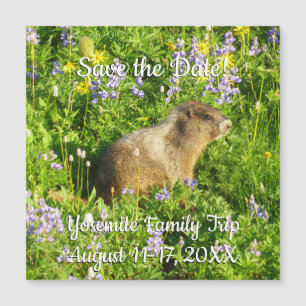Marmot en Mont Rainier Wildflowers