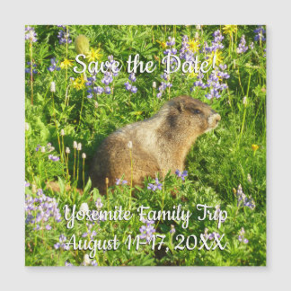 Marmot en Mont Rainier Wildflowers