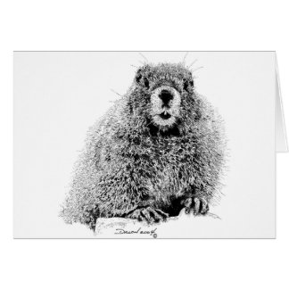 Marmota