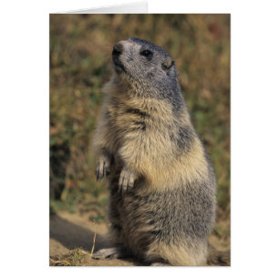 Marmota alpina, Marmota marmota, adulta en pie