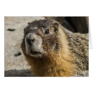Marmota amarilla