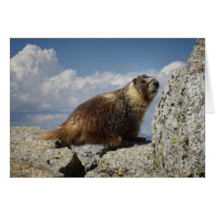 Marmota amarilla menuda en Yosemite