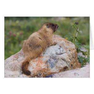 Marmota de vientre amarillo, Marmota flaviventris,
