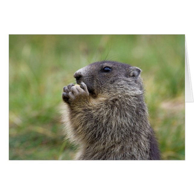Marmota marmota (Anverso (Horizontal))