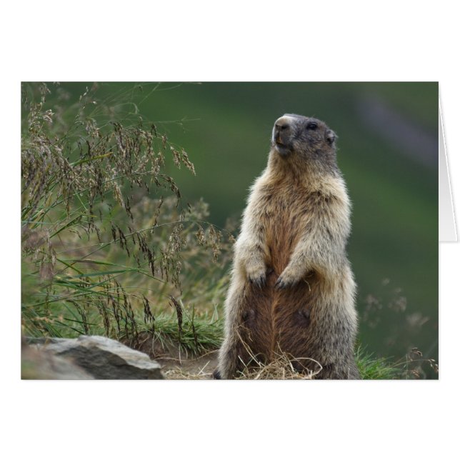Marmota marmota Murmeltier (Anverso (Horizontal))