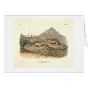 Marmotas de California por Audubon (0184A)