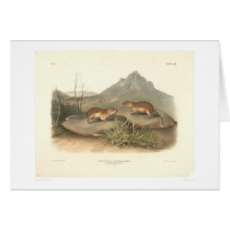 Marmotas de California por Audubon (0184A)