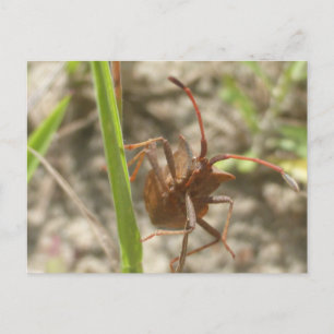 Marrón Bug Cerrar tarjeta postal DIY