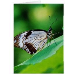 Marrón oscuro y mariposa gris