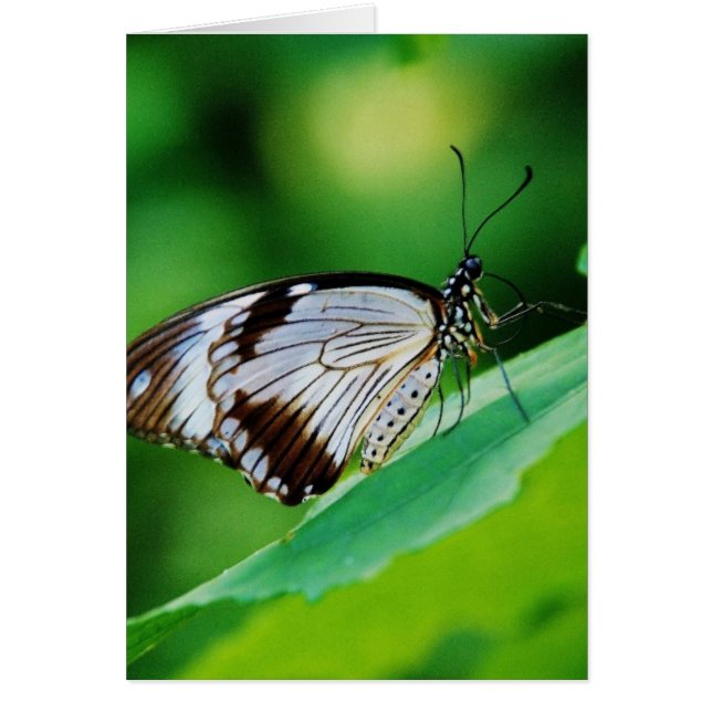 Marrón oscuro y mariposa gris (Frente)