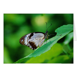 Marrón oscuro y mariposa gris