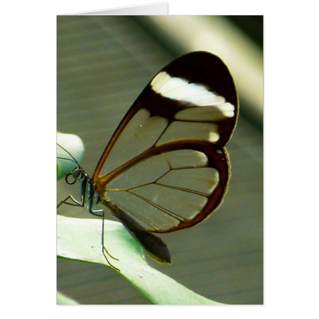Marrón sorprendente y mariposa translúcida (Frente)