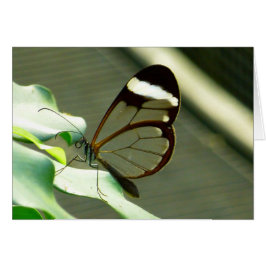 Marrón sorprendente y mariposa translúcida