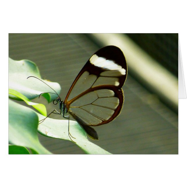 Marrón sorprendente y mariposa translúcida (Anverso (Horizontal))