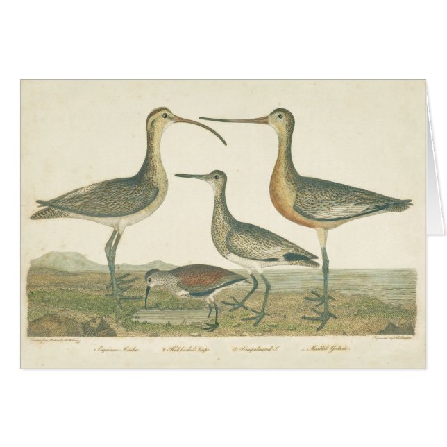 Marsh Bird Curlew Snipe Birding (Anverso (Horizontal))
