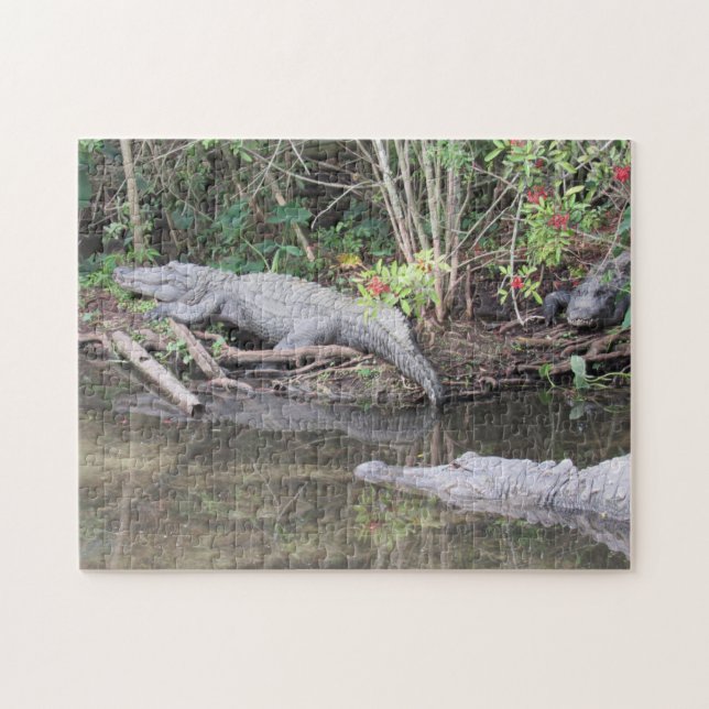 Marsh Gators - Rompecabezas Del Liligador Estadoun (Horizontal)