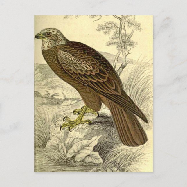 Marsh Harrier:  Postal impresa de Vintage Jardine (Anverso)