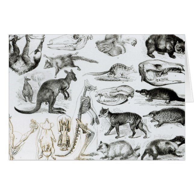 Marsupialia, Monetremata, Edentata (Anverso (Horizontal))