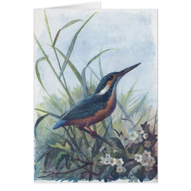 martín pescador (Frente)