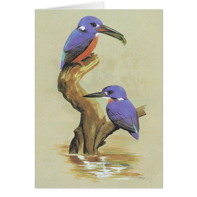 Martín pescador azul - azureus de Ceyx (Frente)