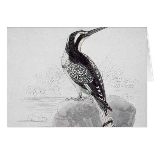 Martín pescador blanco y negro (Anverso (Horizontal))