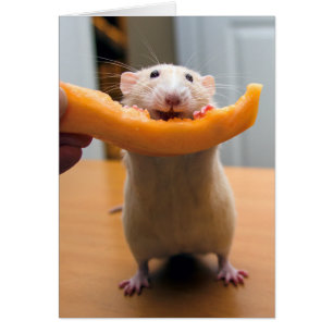 Marty Mouse ama a Cantaloops!