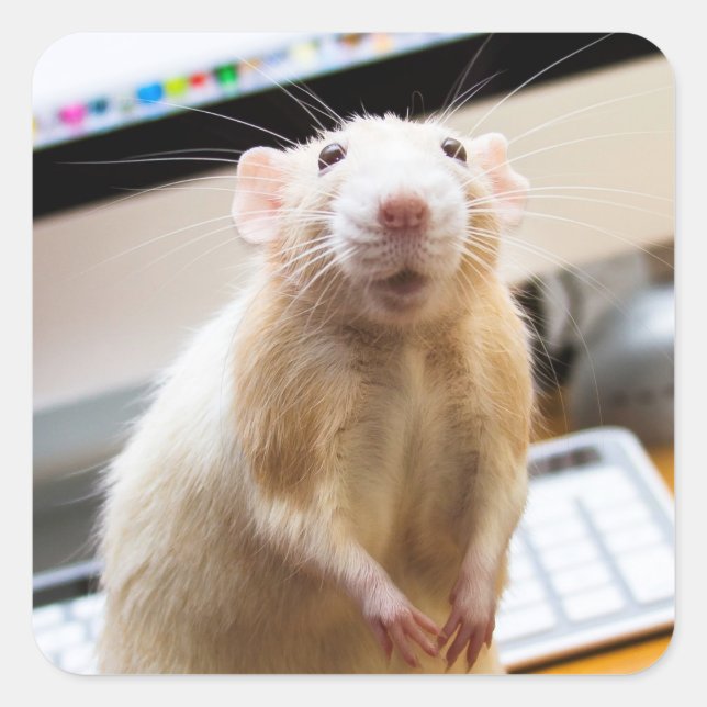 Marty Mouse Pegatinas - Standin' Tall (Anverso)