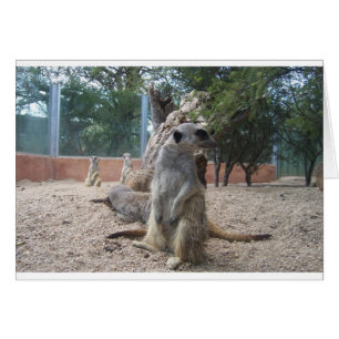 Marvelloso Meerkats