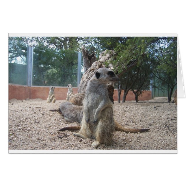 Marvelloso Meerkats (Anverso (Horizontal))