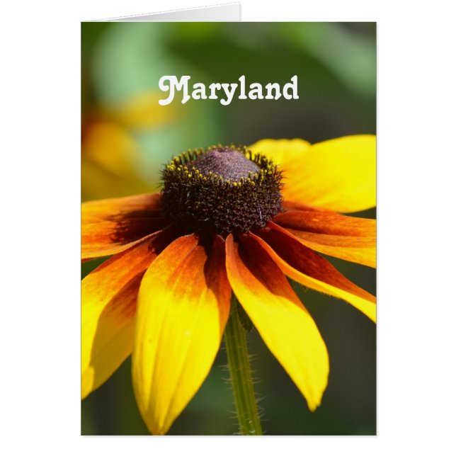 Maryland Black Eyed Susan (Frente)